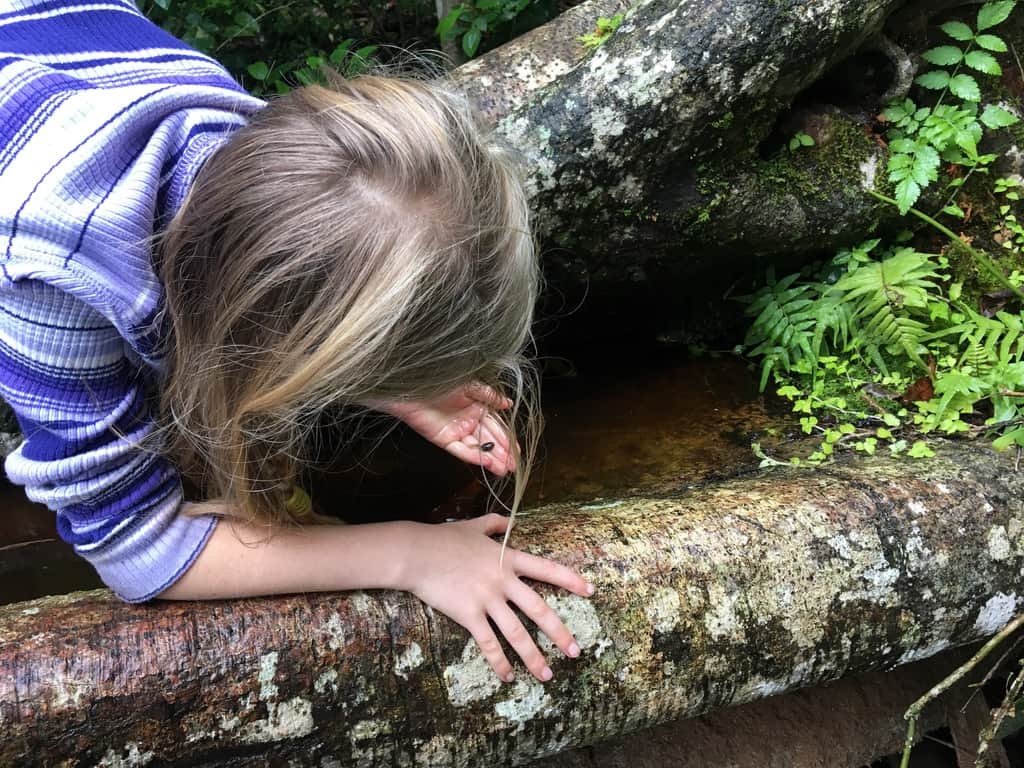 Fallen-tree Tadpoles