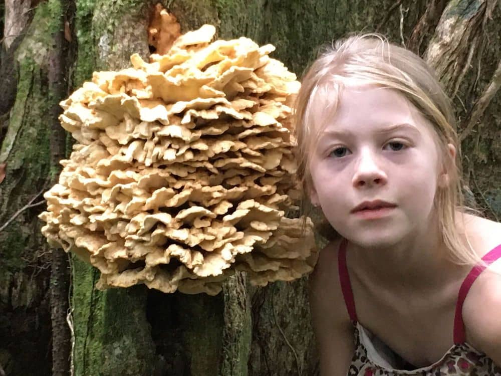 World of Mushrooms